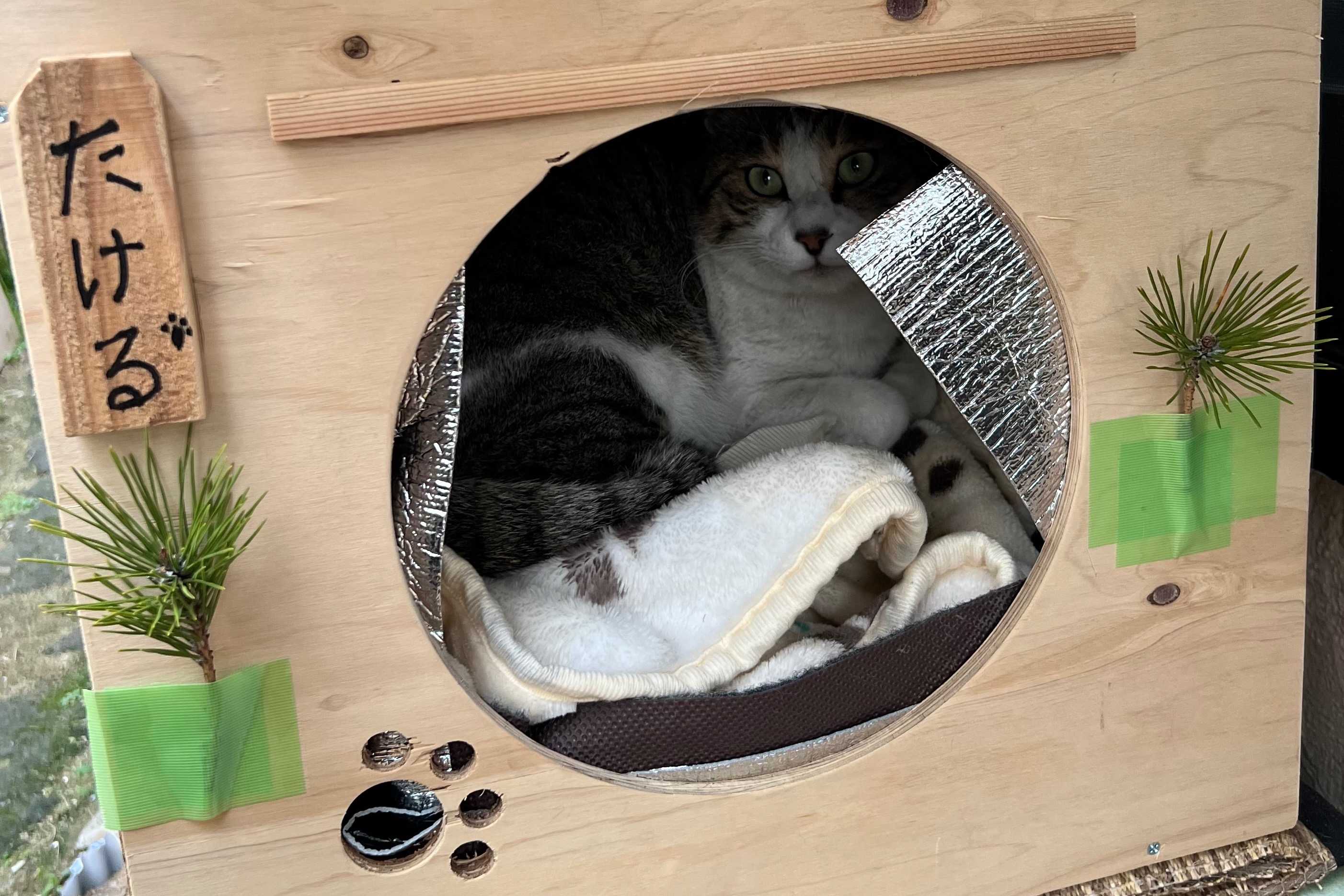 わだようこのアバター