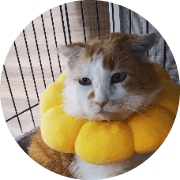 にしねこ②のアバター