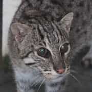 一般社団法人 WilCoLa  (Wildlife Conservation in Asian Landscape)のアバター