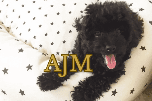 Morionの家族のアバター