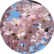 ひき桜 avatar