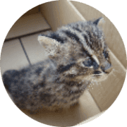ねこりんのアバター