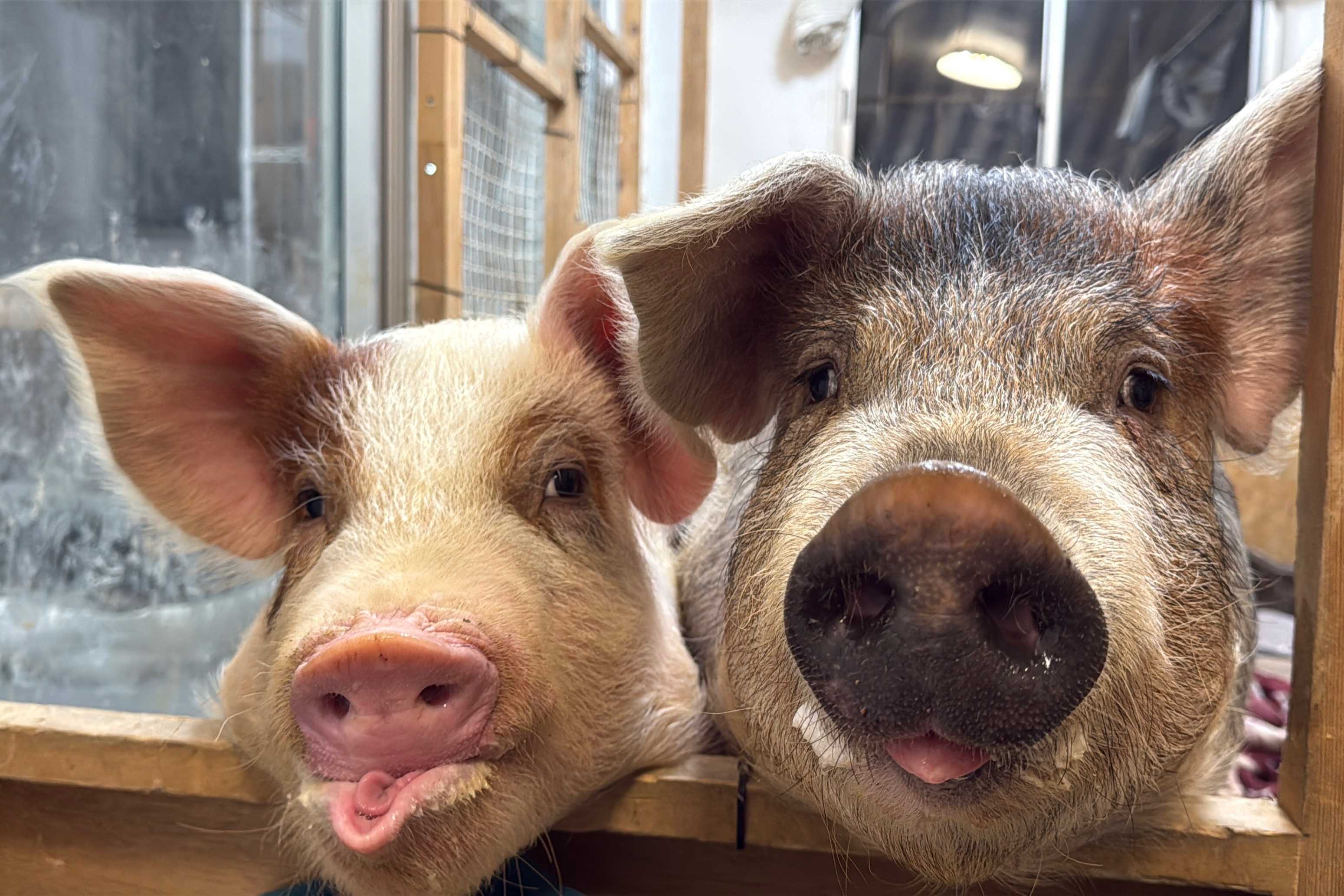 こげちゃちゃまるのアバター