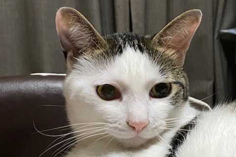 うえさかのりこのアバター