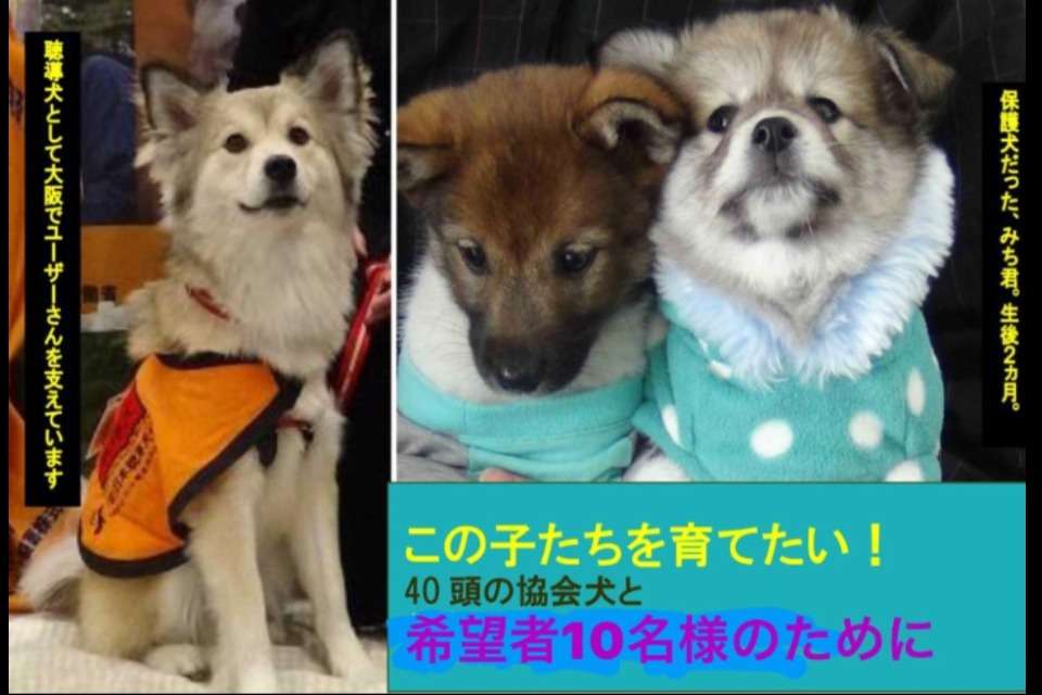 社会福祉法人　日本聴導犬協会のメインビジュアル