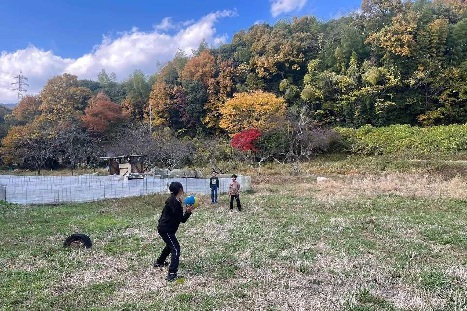 木のねっこの画像