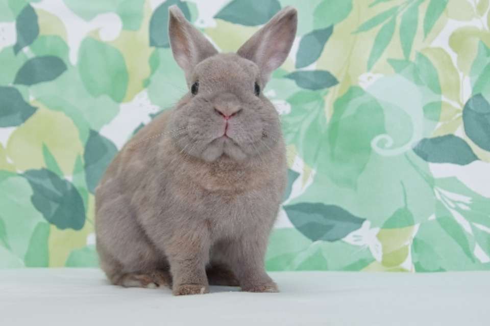 WILL&LOUIS（SAVE THE RABBITS） Image