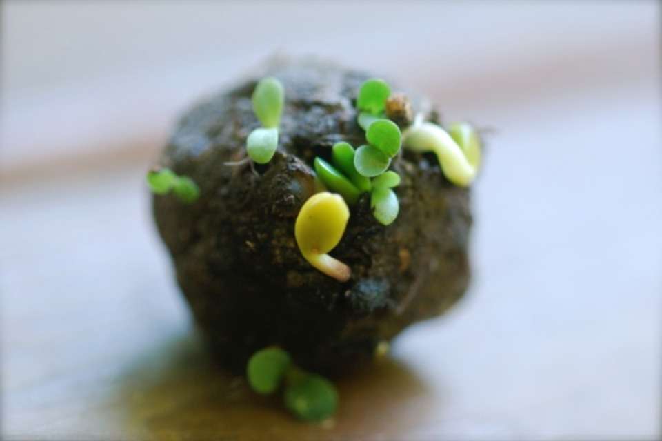 SEEDS OF LIFE instituteの画像