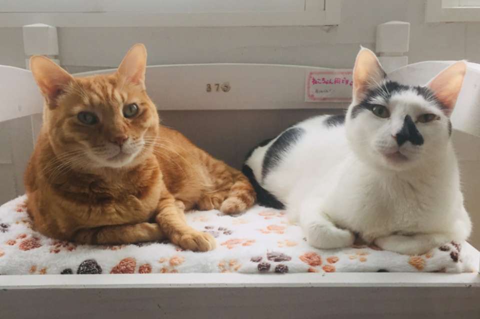 CAT'S INN TOKYO（キャッツイン東京）里親募集型保護猫カフェの画像