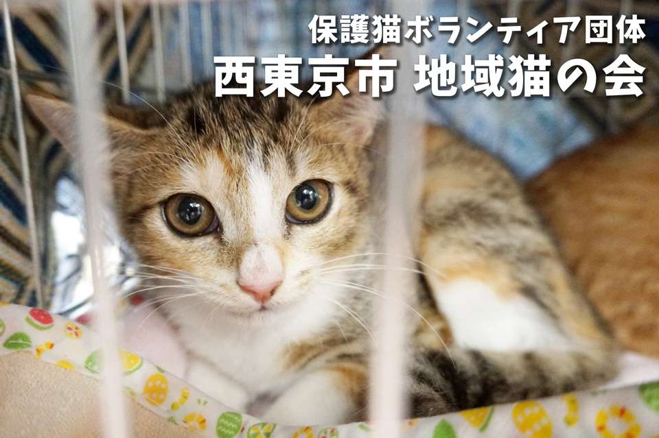 西東京市 地域猫の会の画像