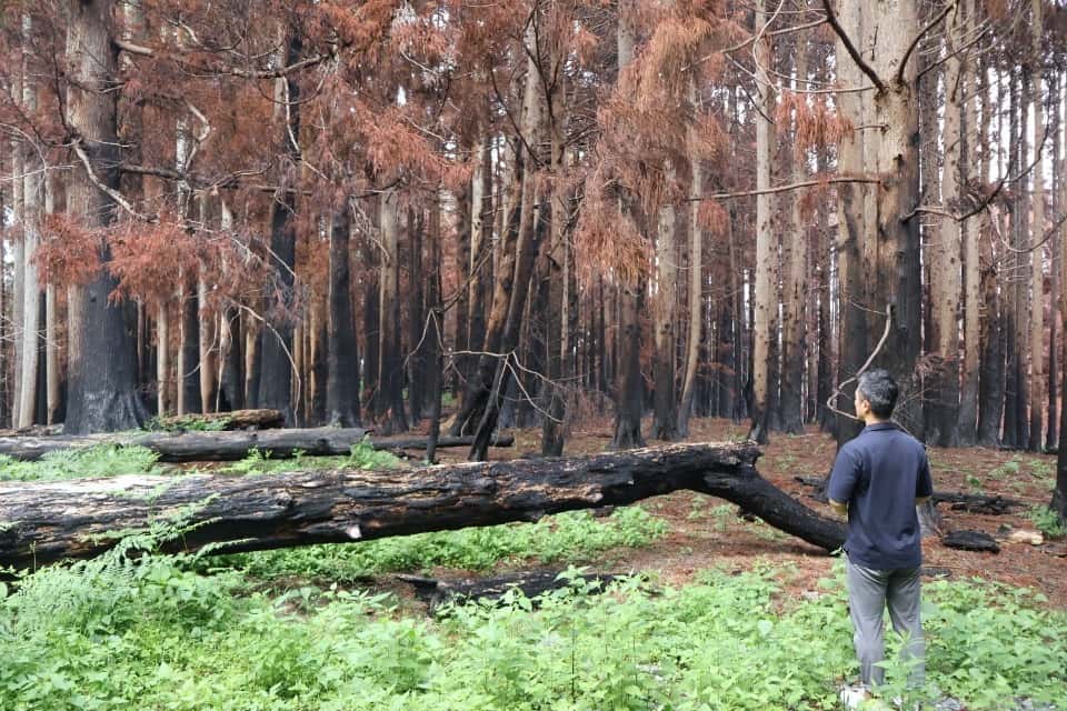 多様性のある森づくり in 大船渡の画像