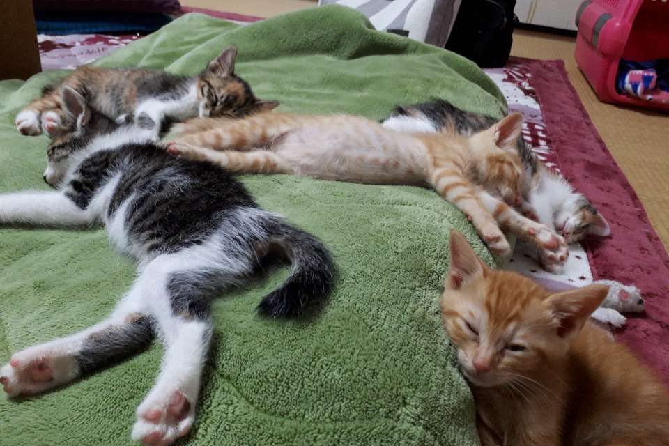 特定非営利活動法人　こねこサポーターの画像
