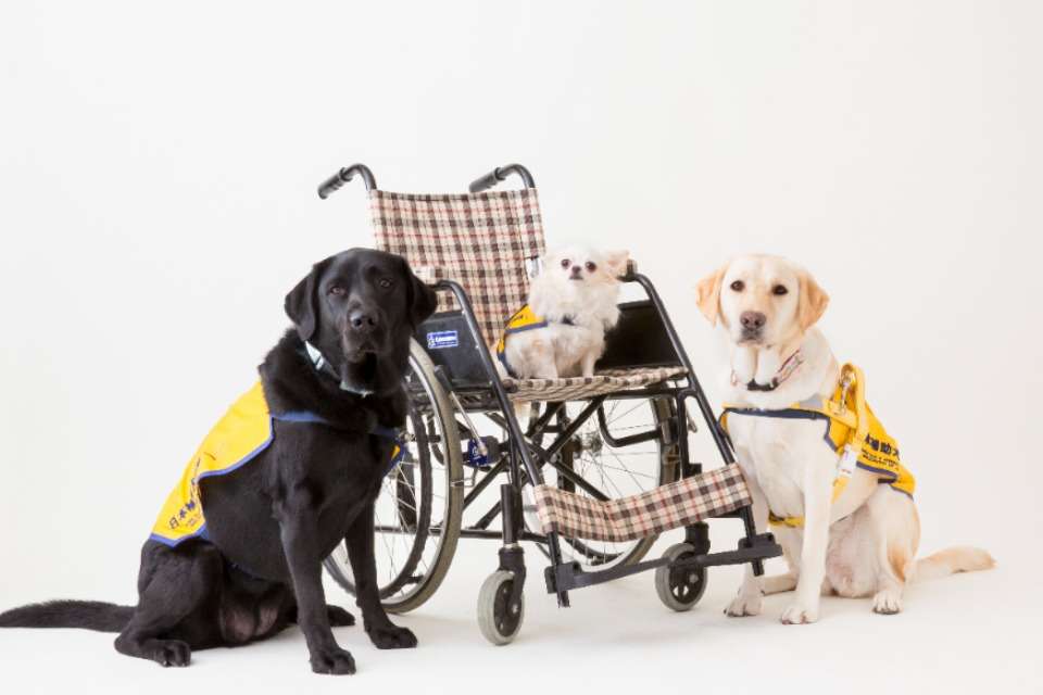 日本補助犬協会 Image