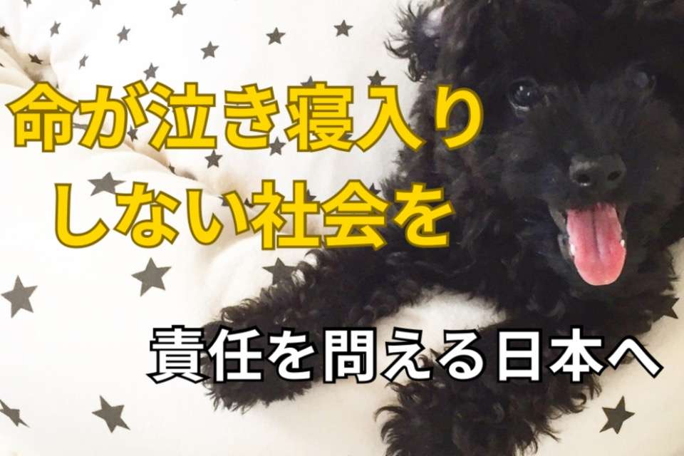 Animal Justice Morion ─命を見捨てないプロジェクト─の画像