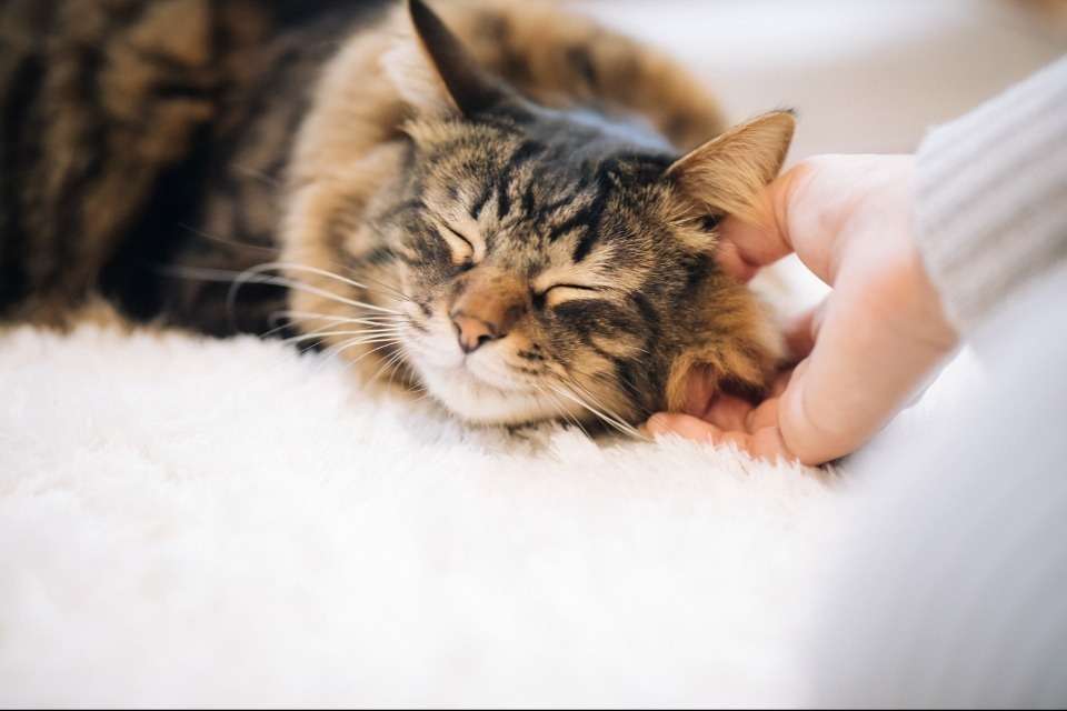 特定非営利活動法人保護猫まもり隊の画像