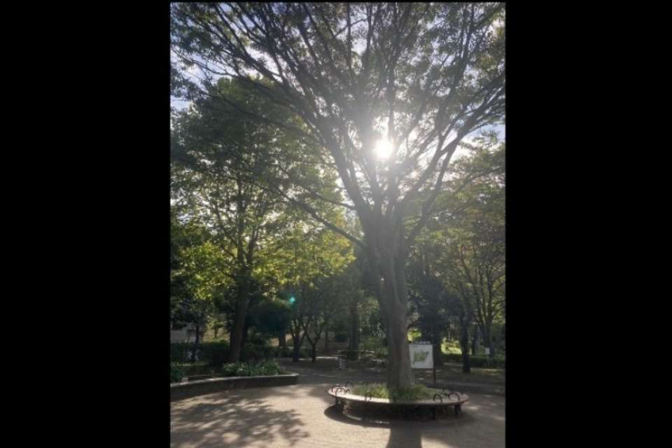 三ツ沢公園の自然と緑を守る会の画像