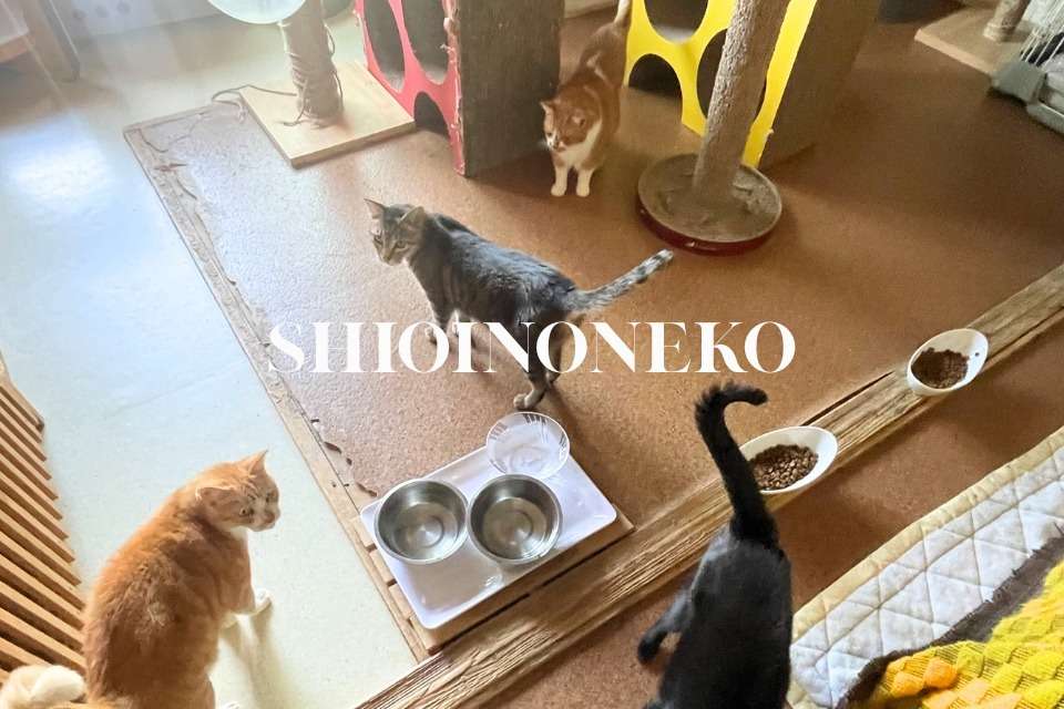 塩井乃猫の画像