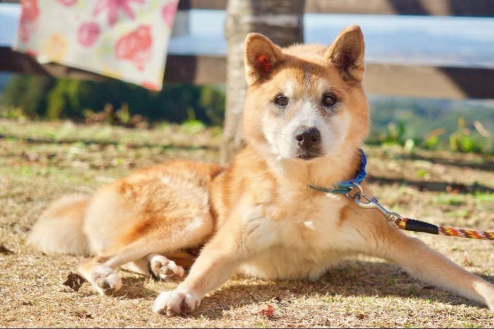 犬猫ケアホームきずなの丘の画像