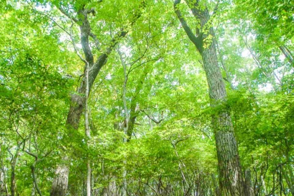 遠野エコネットの画像