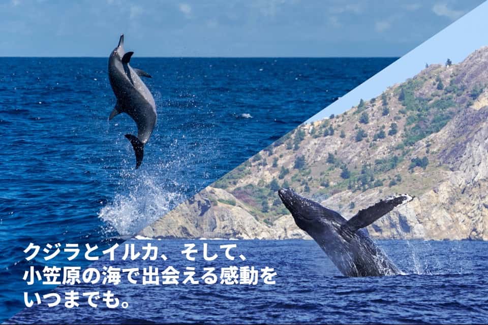 小笠原ホエールウォッチング協会の画像