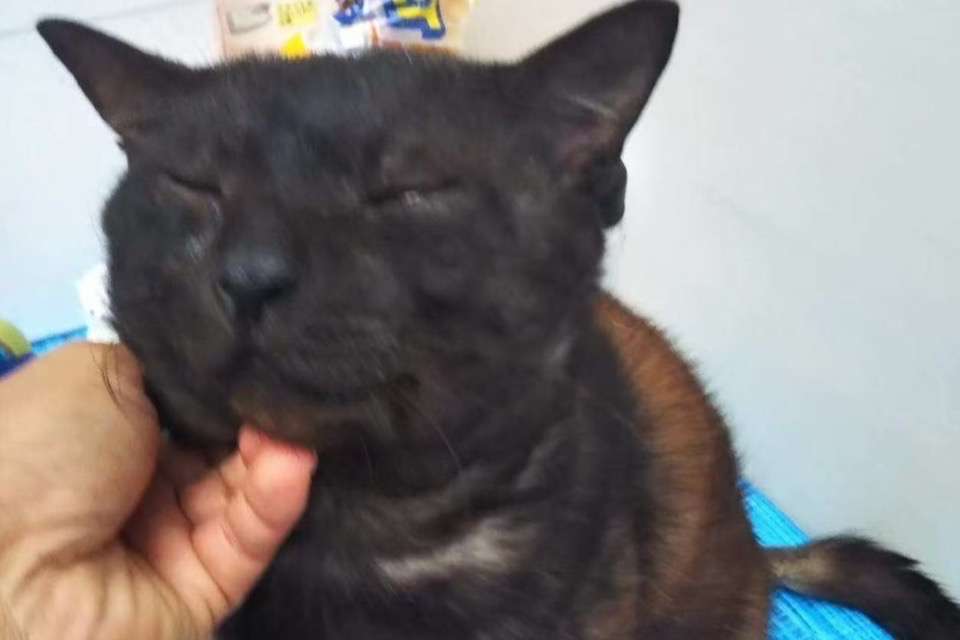 瀬底島保護猫活動にゃんくるないさ〜の画像