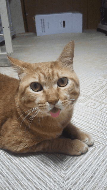 ねこの命をつなぐ会の画像