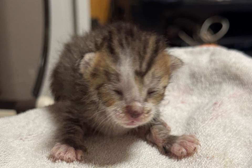 子猫園ベルソーデシャトンズの画像