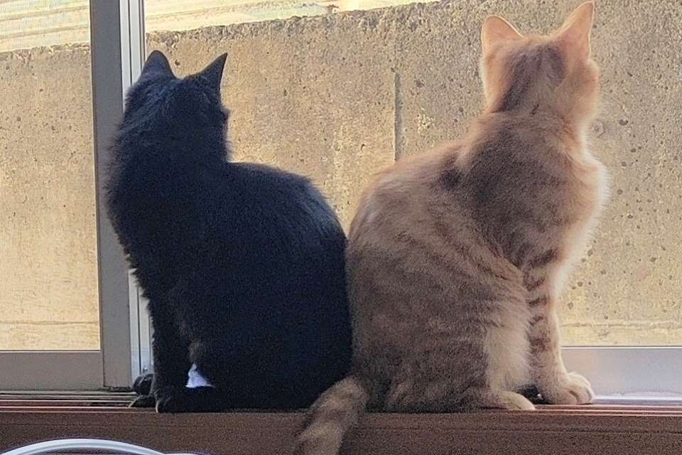 保護猫ハウス　シエルの画像