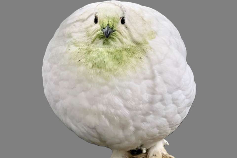 日本動物園水族館協会(野生動物保護募金)の画像