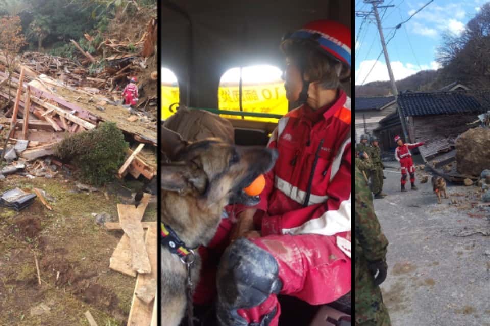 日本捜索救助犬協会の画像