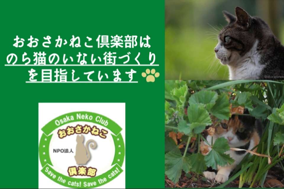 おおさかねこ俱楽部 Image