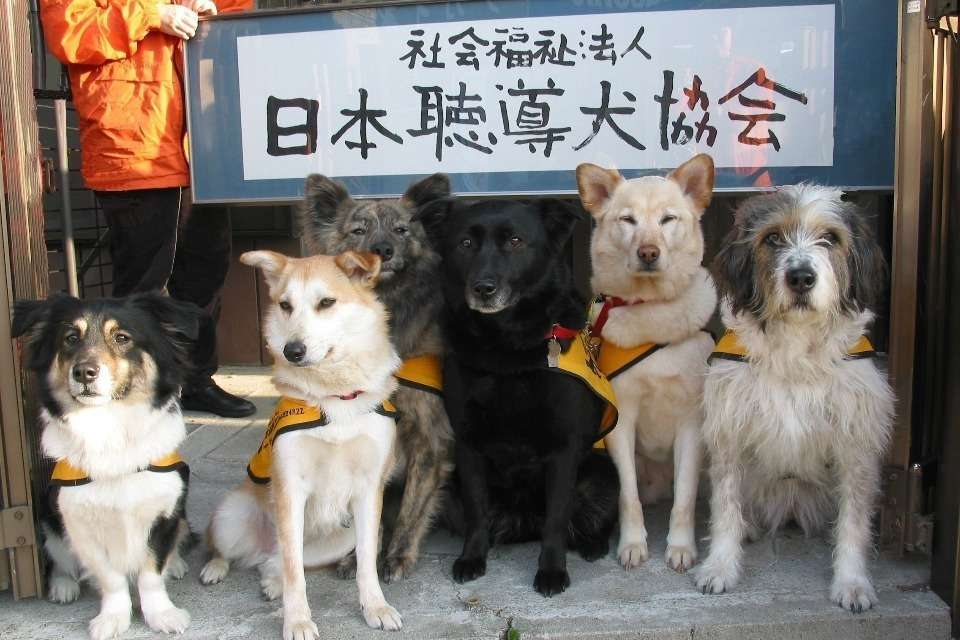 日本聴導犬協会の画像