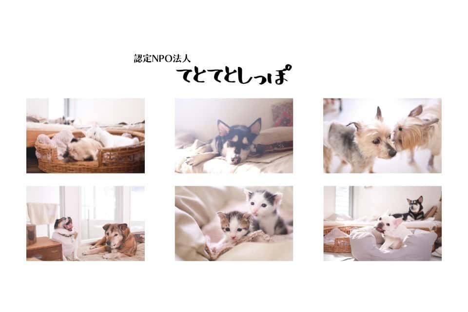 認定NPO法人てとてとしっぽの画像