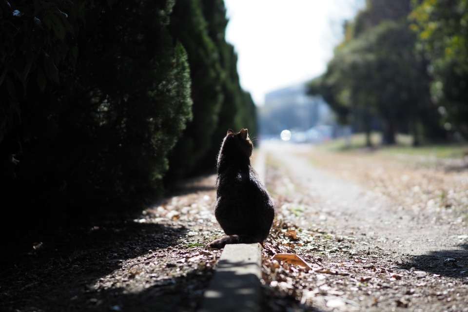 NPO法人ねこdekoの画像