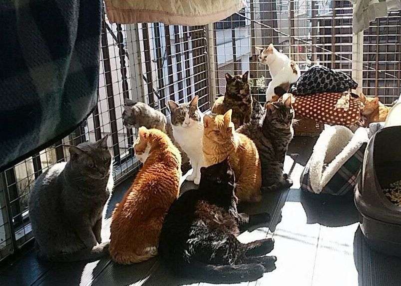東京キャッツアイの画像