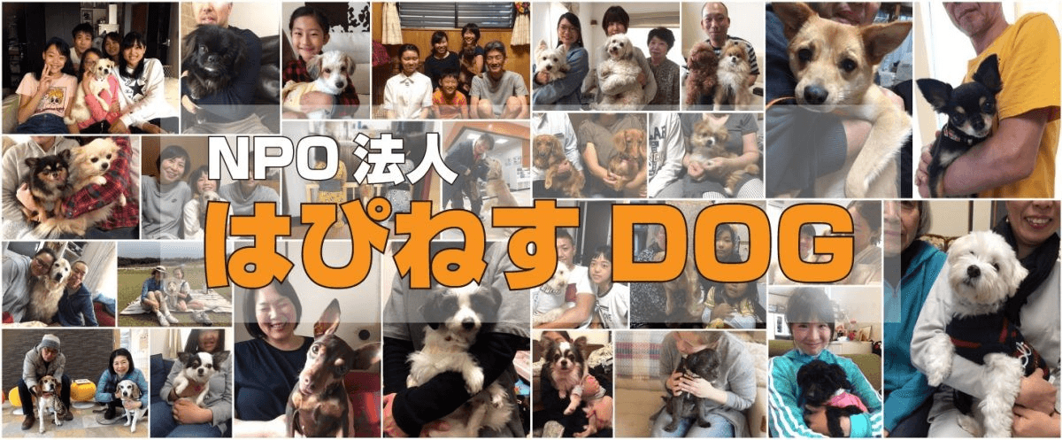 はぴねすＤＯＧの画像
