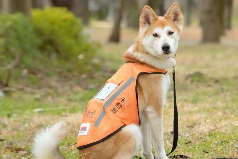 日本聴導犬推進協会　The Japanese Association for the Promotion of Hearingdogsの画像