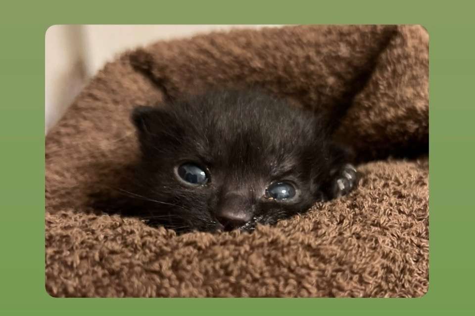 Noel  Houseの画像