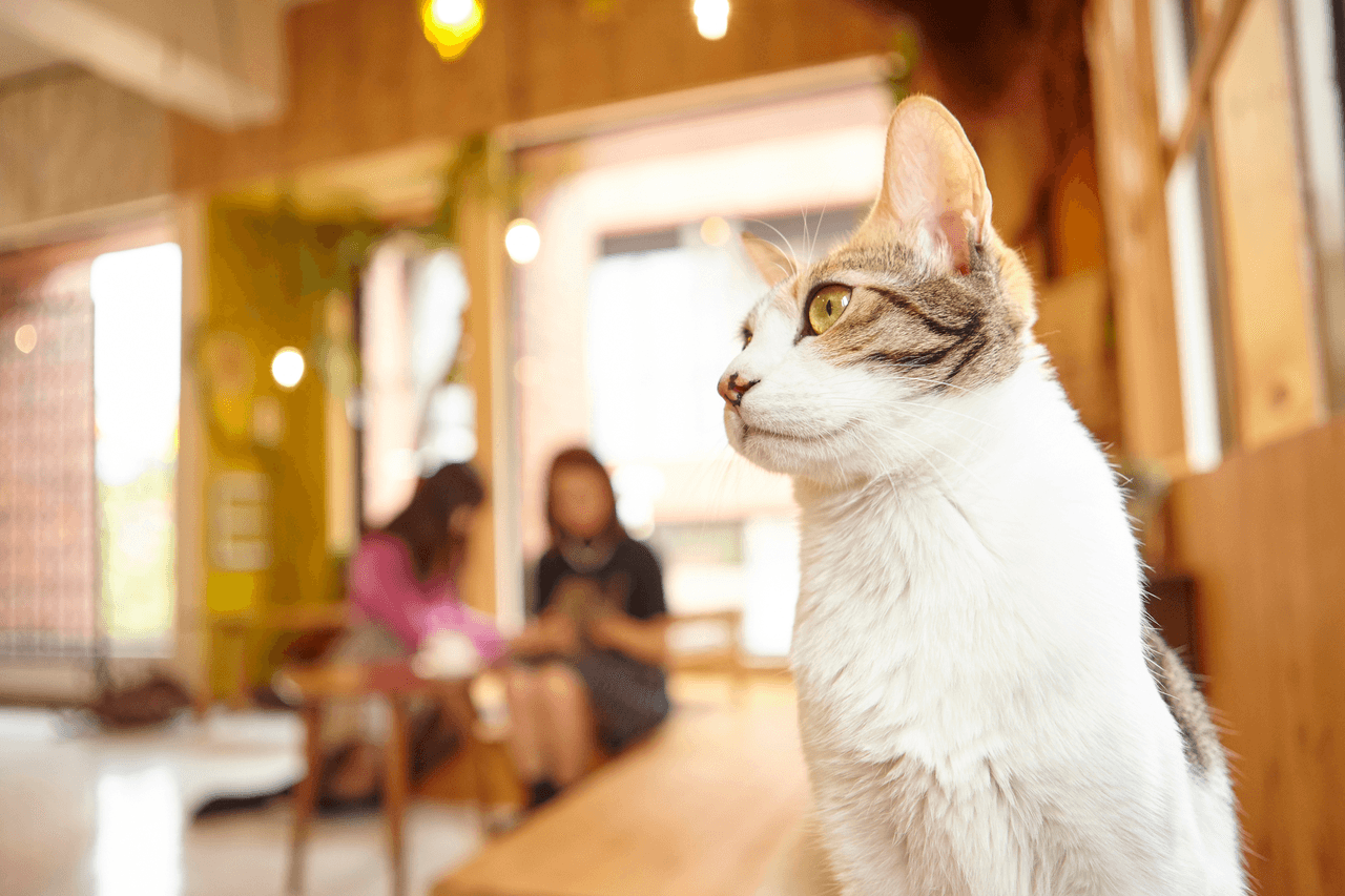 Human Animal Pairsの画像