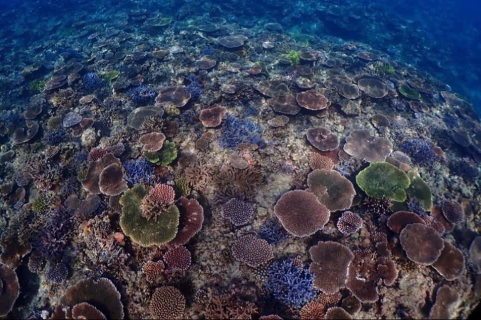 シマノワの画像