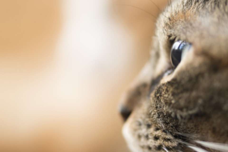 キャット基金の画像