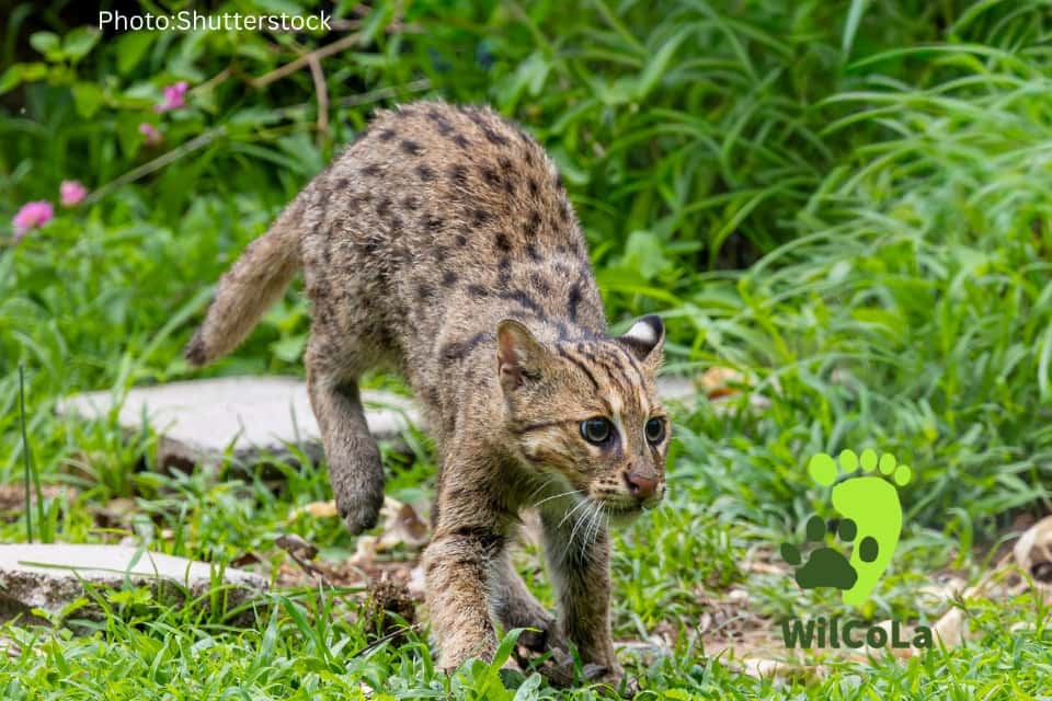 Wildlife Conservation in Asian Landscapeの画像