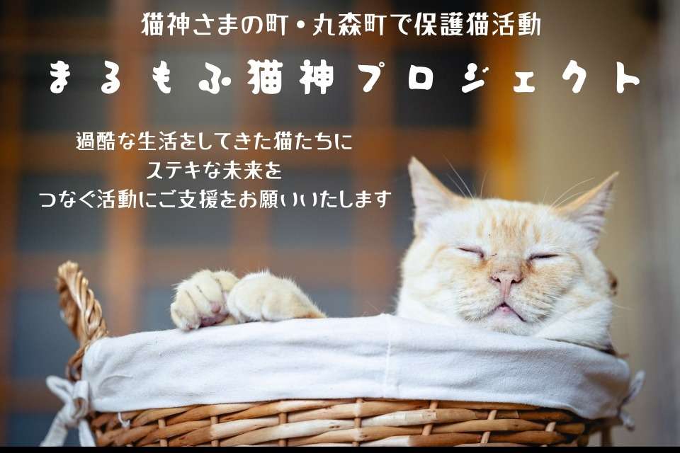 まるもふ猫神プロジェクトの画像