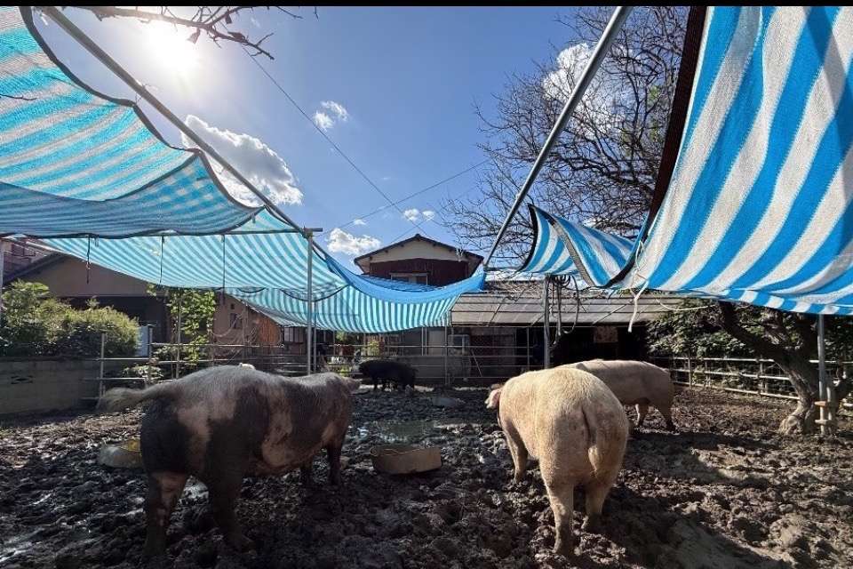 Huelo Ohana Farm Sanctuaryの画像