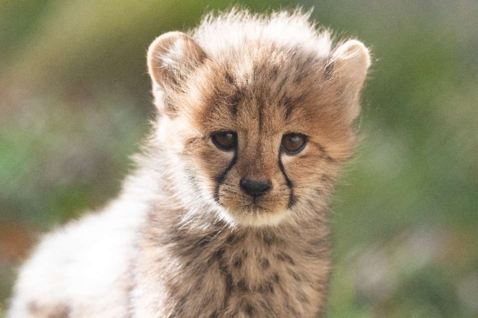 日本動物園水族館協会(一般寄付)の画像