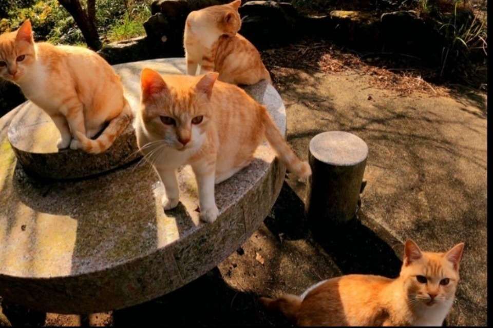 動物愛護団体キーテイルの画像