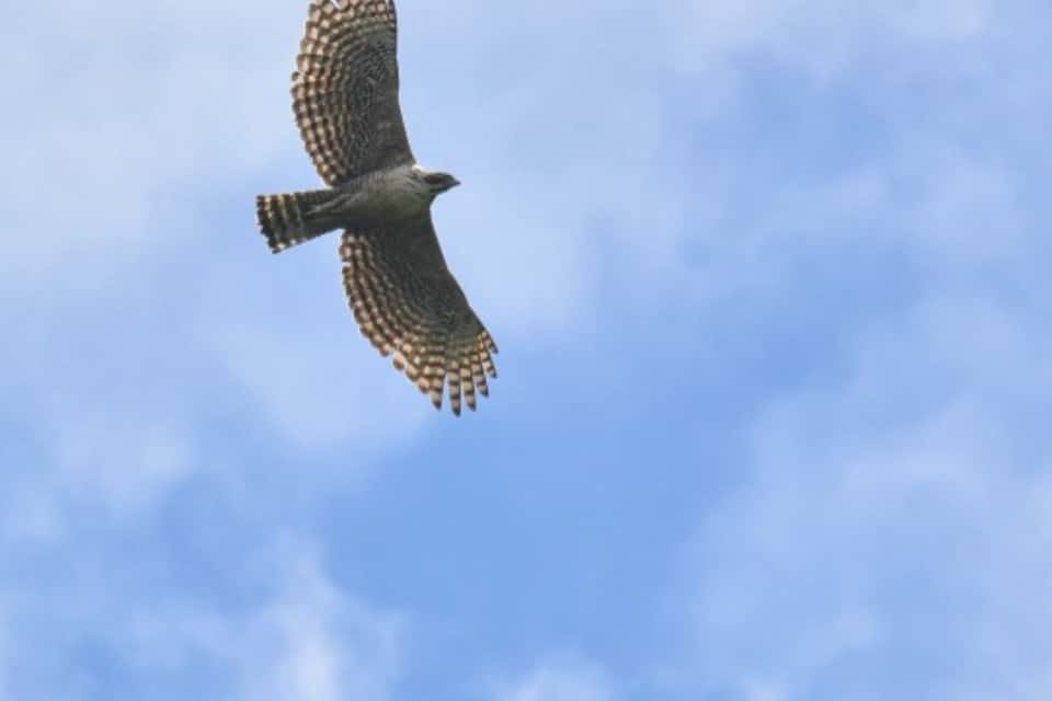 高知本山の風力発電と暮らしを考える会の画像
