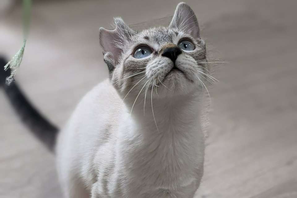 NPO法人CATS WELCAREの画像