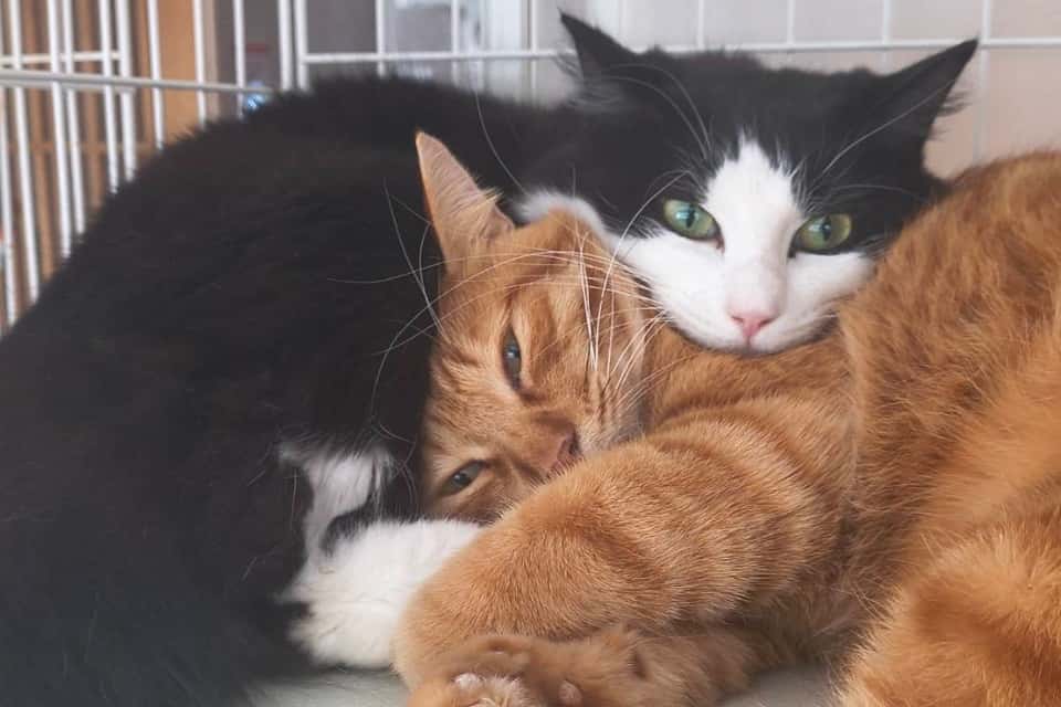 WithCatの画像