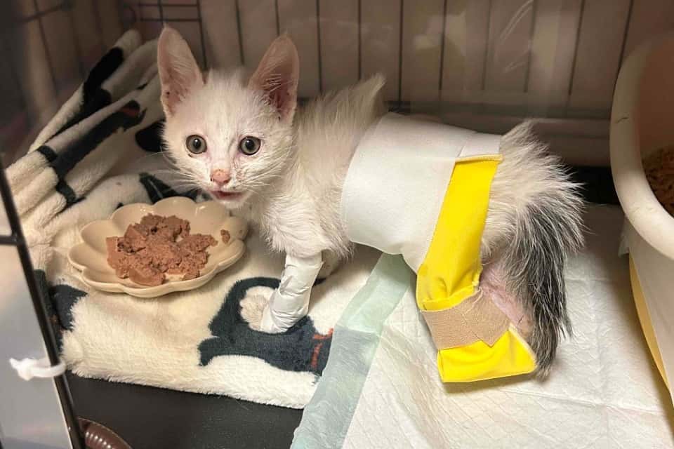 Save Cats TOPAZの画像